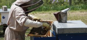 L’apiculture française, une filière en péril L’apiculture française